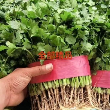 香菜1.2-1.5量大从