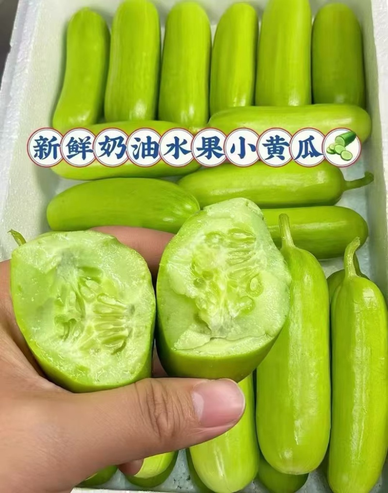 小黄瓜，水果黄瓜，大量供应基地直发果肉脆甜可口