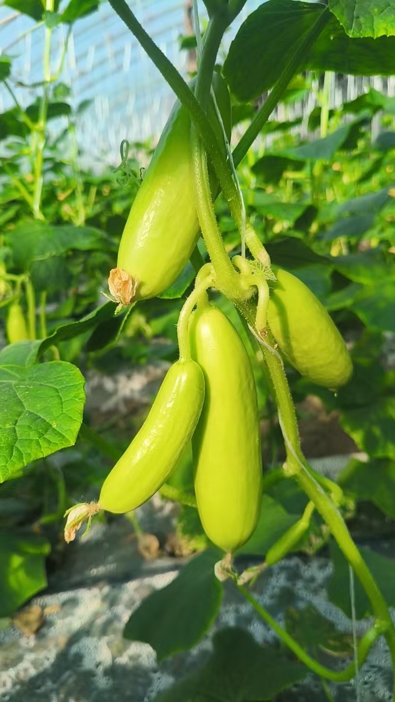 小黄瓜，水果黄瓜，大量供应基地直发果肉脆甜可口