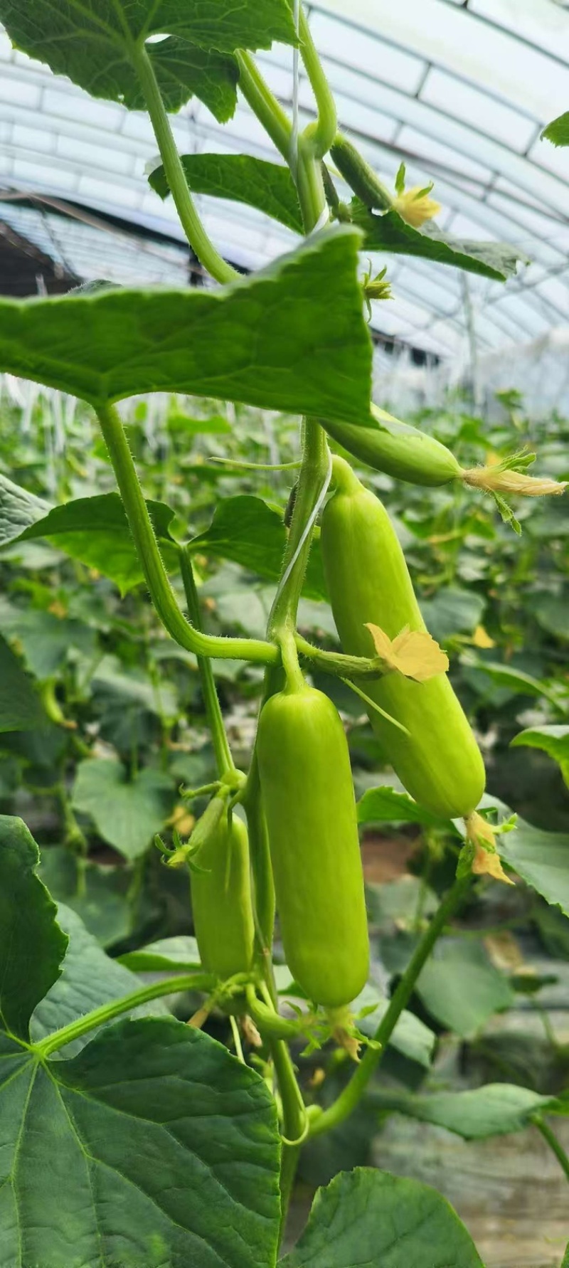 小黄瓜，水果黄瓜，大量供应基地直发果肉脆甜可口
