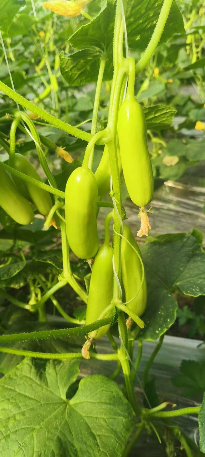 小黄瓜，水果黄瓜，大量供应基地直发果肉脆甜可口