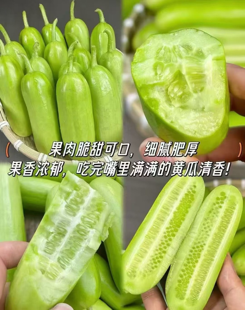小黄瓜，水果黄瓜，大量供应基地直发果肉脆甜可口