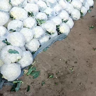 花菜净菜1.6