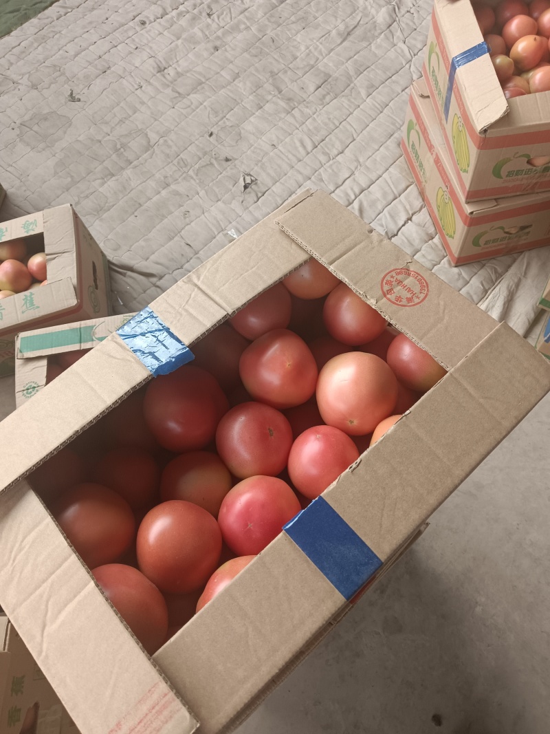 精品硬粉西红柿弧三以上超市批发商电商