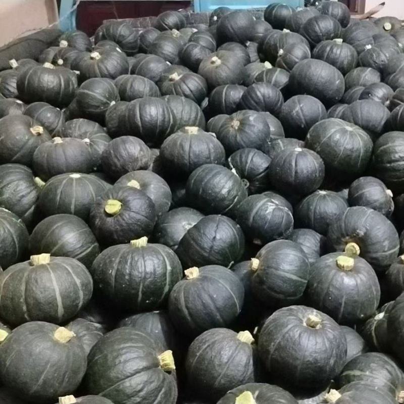 贝贝南瓜大量上市，广西南宁产地欢迎各位老板咨询