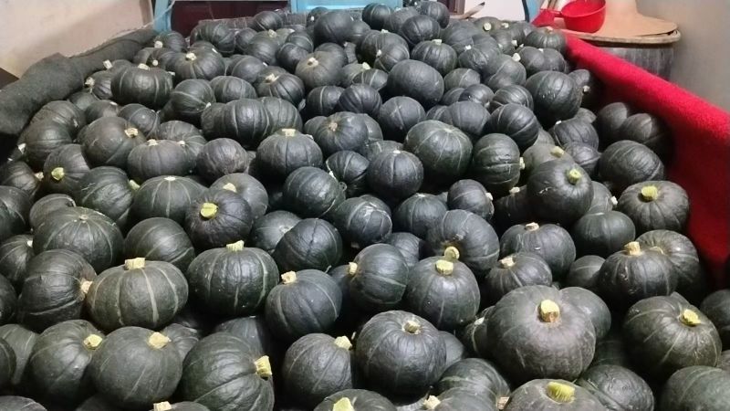 贝贝南瓜大量上市，广西南宁产地欢迎各位老板咨询