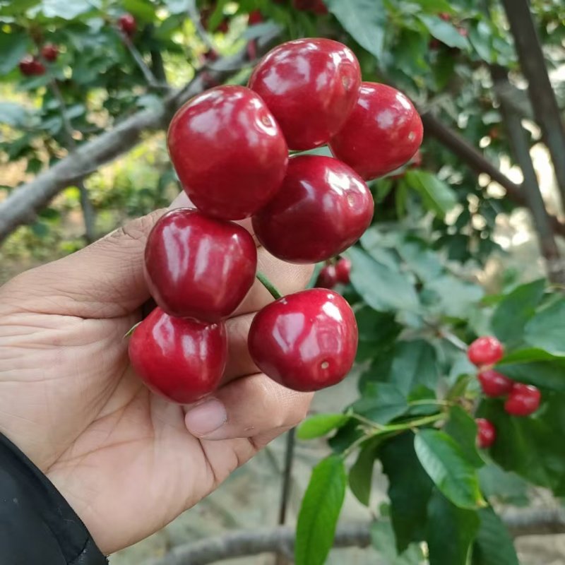山东美早樱桃对接全国价格美丽质量好走货快欢迎询价热卖