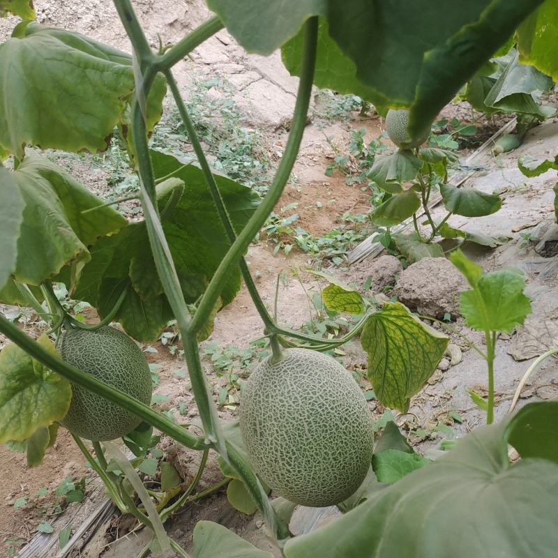 25号哈密瓜