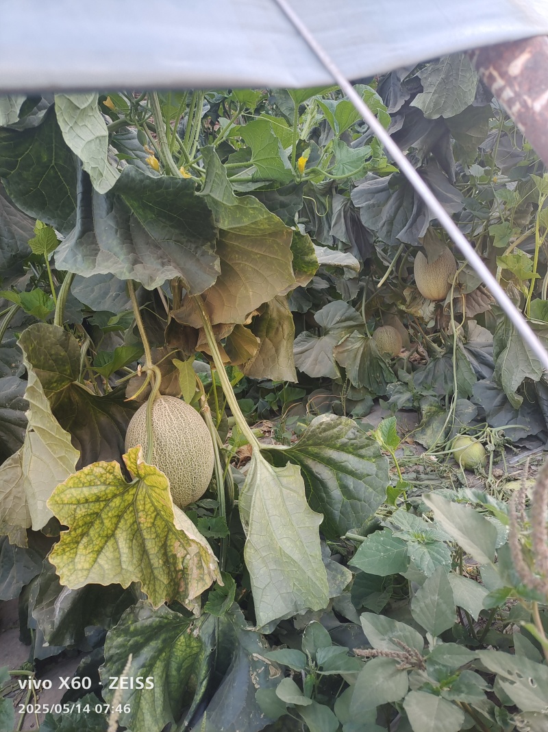 25号哈密瓜