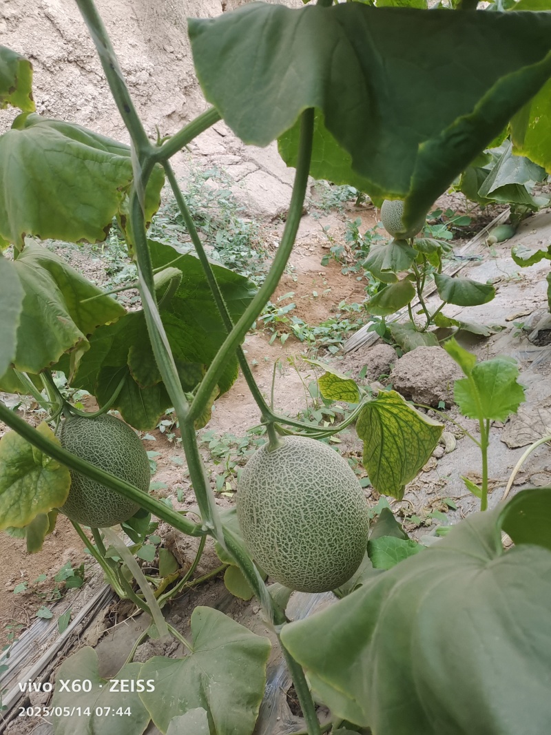 25号哈密瓜