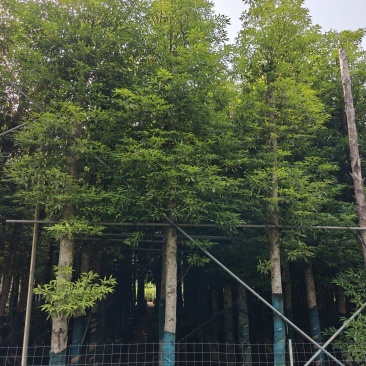 12公分金丝楠木，基地低价出售