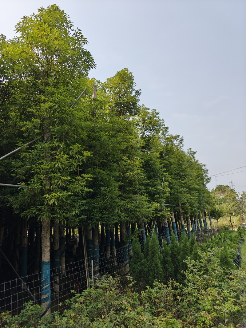 12公分金丝楠木，基地低价出售