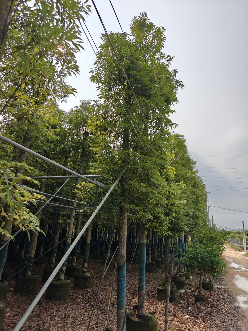 12公分金丝楠木，基地低价出售