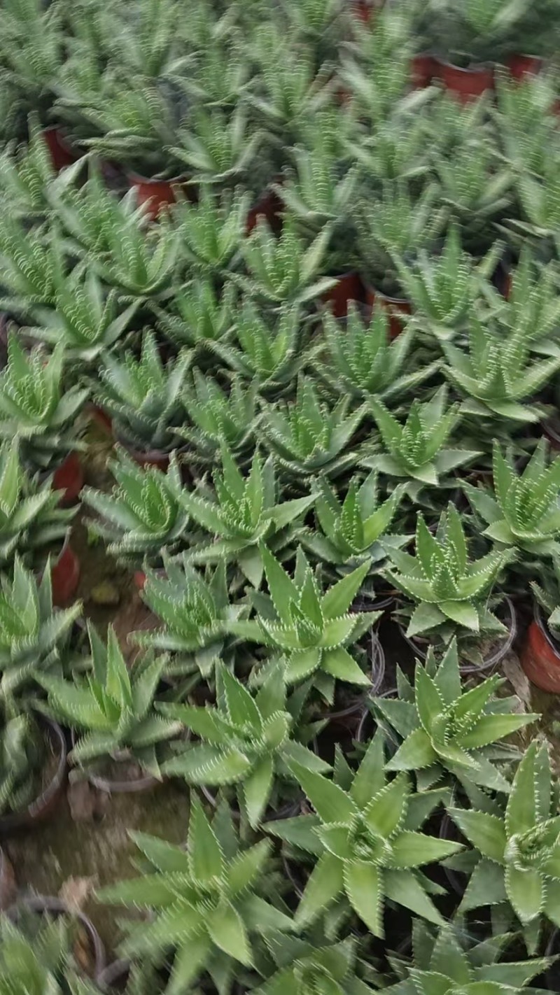 盆栽芦荟