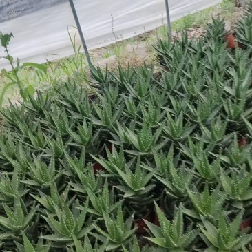 盆栽芦荟