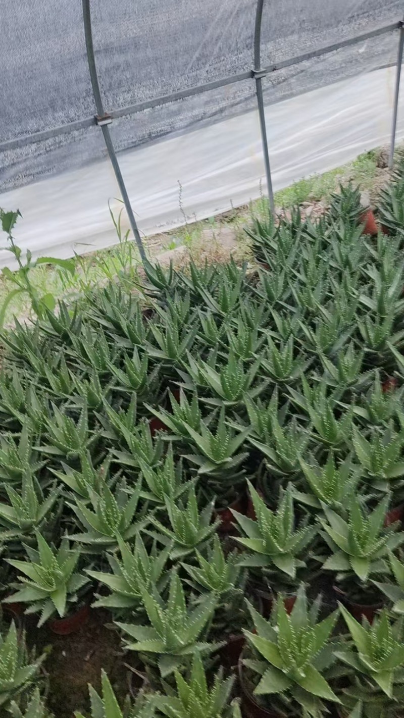 盆栽芦荟