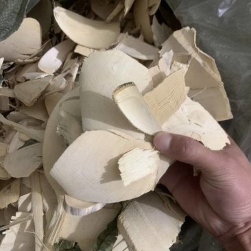 三叉苦正品带叶三丫苦中药材三叉苦枝叶三叉虎