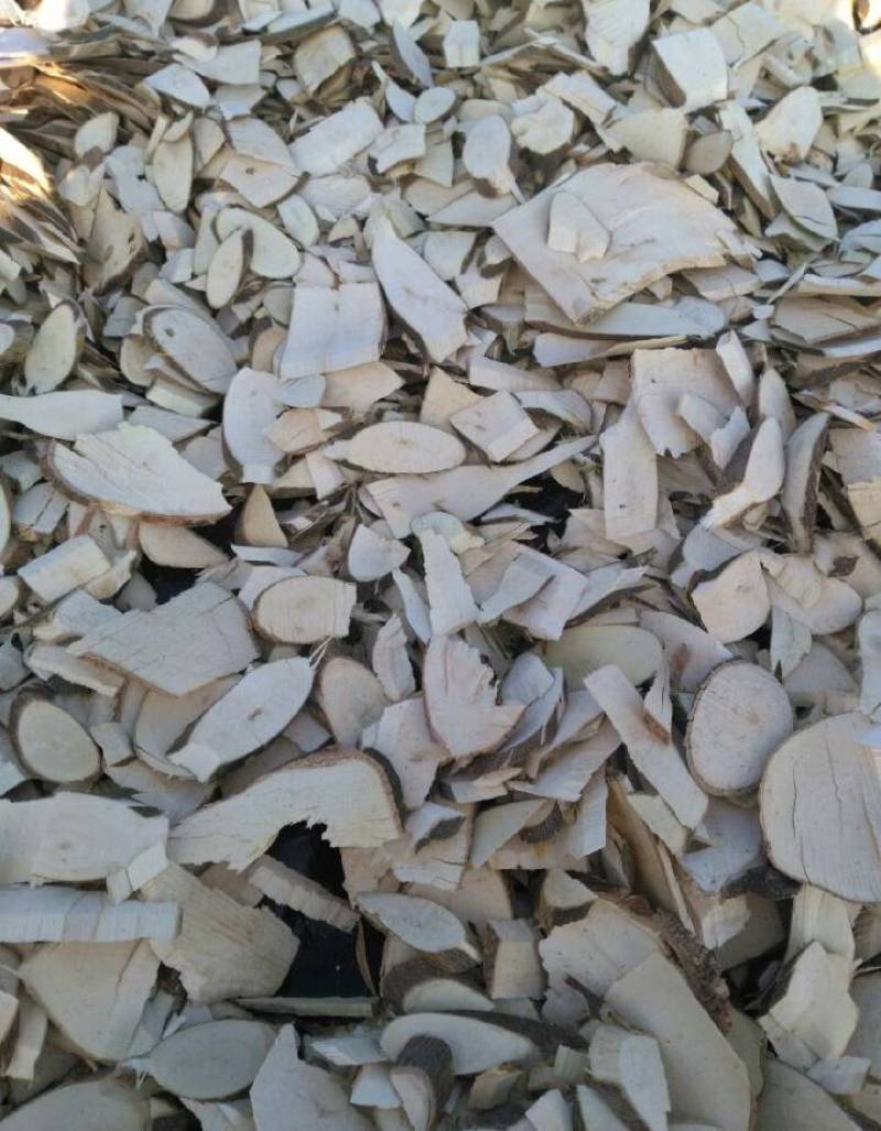 三叉苦正品带叶三丫苦中药材三叉苦枝叶三叉虎