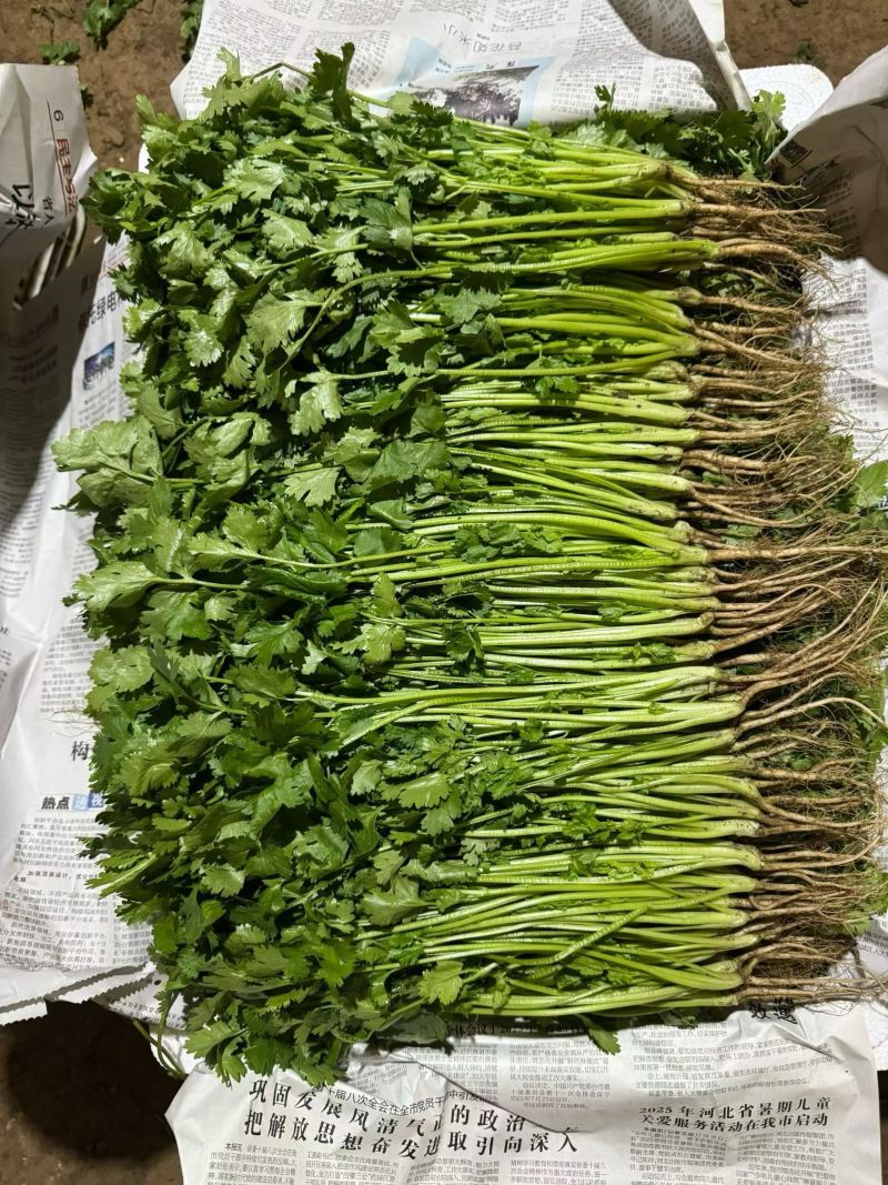 精品大叶香菜，滑县产区，大量有货，香菜，大叶香菜