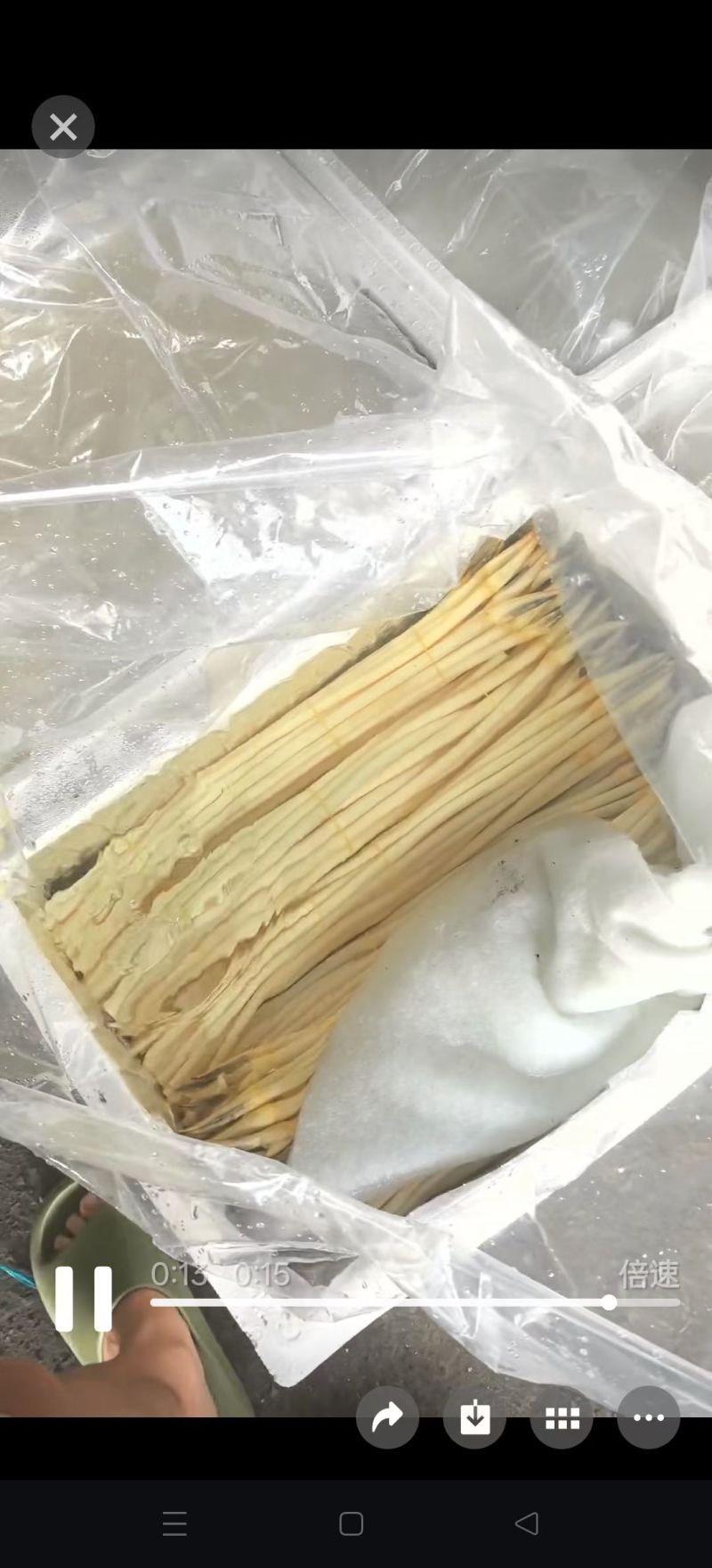 菹草种子，麦黄草芽，菹草，菹草石芽