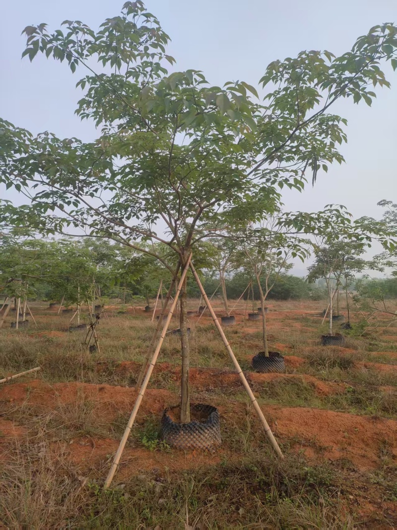 翠芦莉大量供应各种规格地被苗10-40高