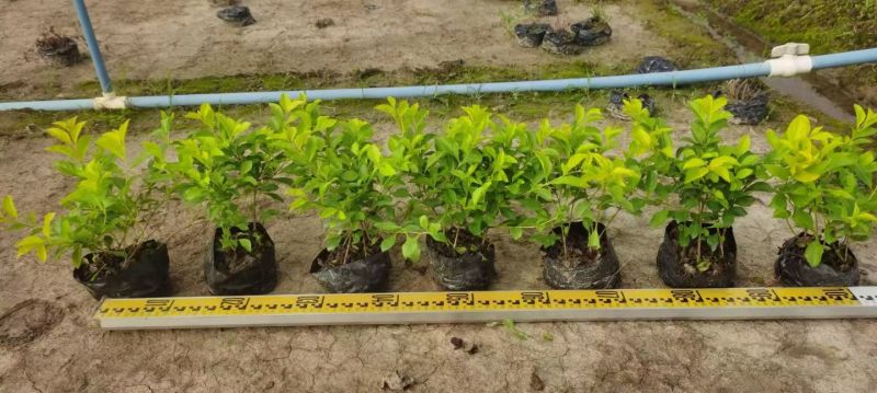 翠芦莉大量供应各种规格地被苗10-40高