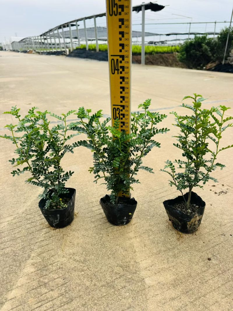 翠芦莉大量供应各种规格地被苗10-40高