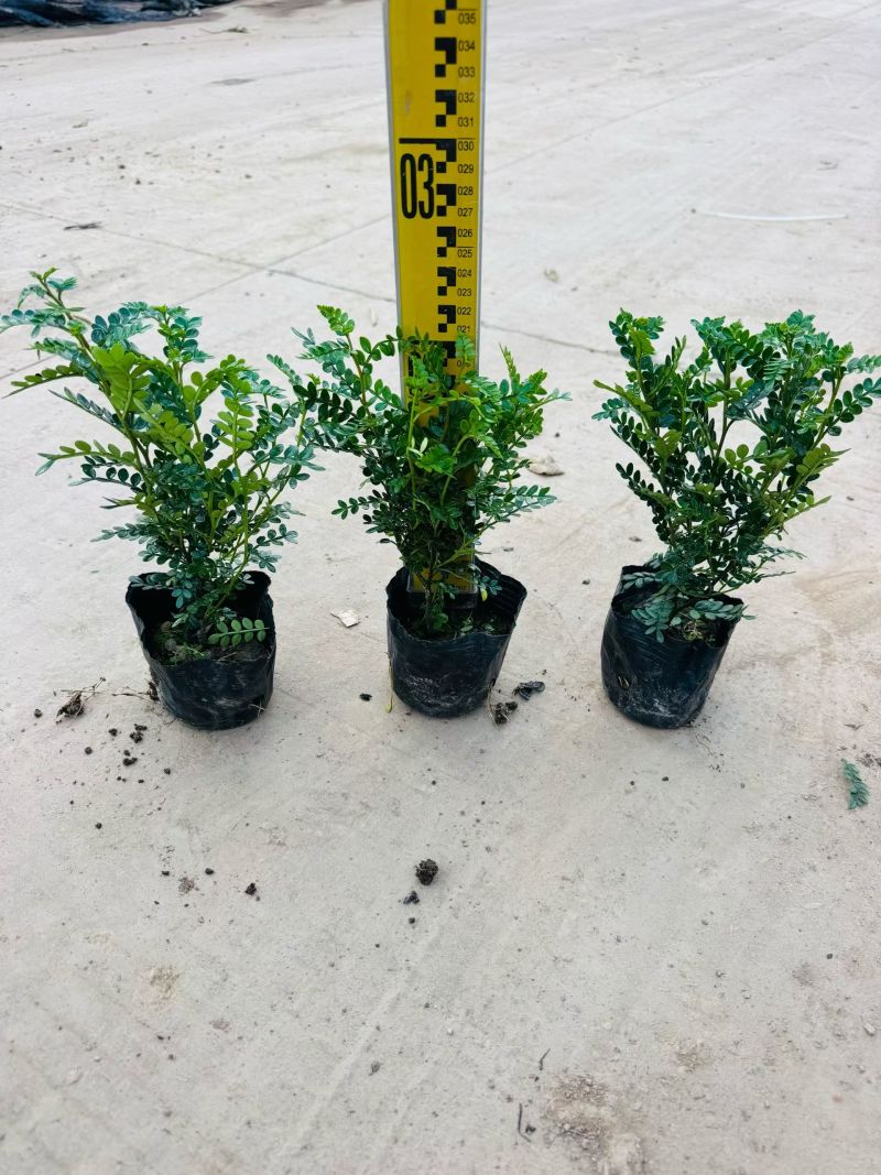 翠芦莉大量供应各种规格地被苗10-40高
