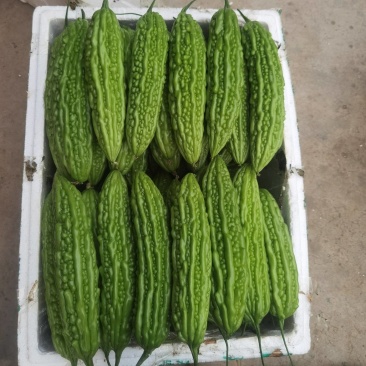 广西横县油苦瓜，珍珠瓜大量上市，有需要老板联系我