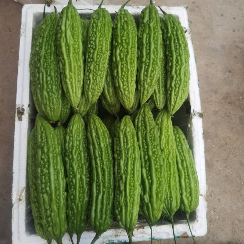 广西横县油苦瓜，珍珠瓜大量上市，有需要老板联系我