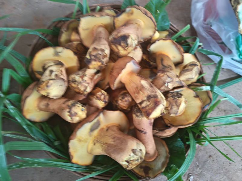 黄牛肝菌(人工见手青)