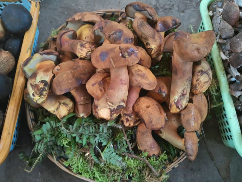 黄牛肝菌(人工见手青)