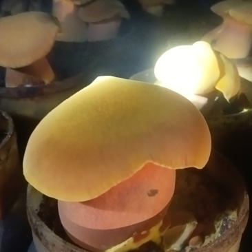 黄牛肝菌(人工见手青)