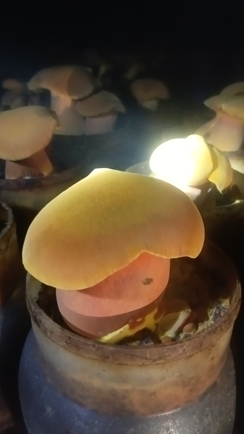 黄牛肝菌(人工见手青)