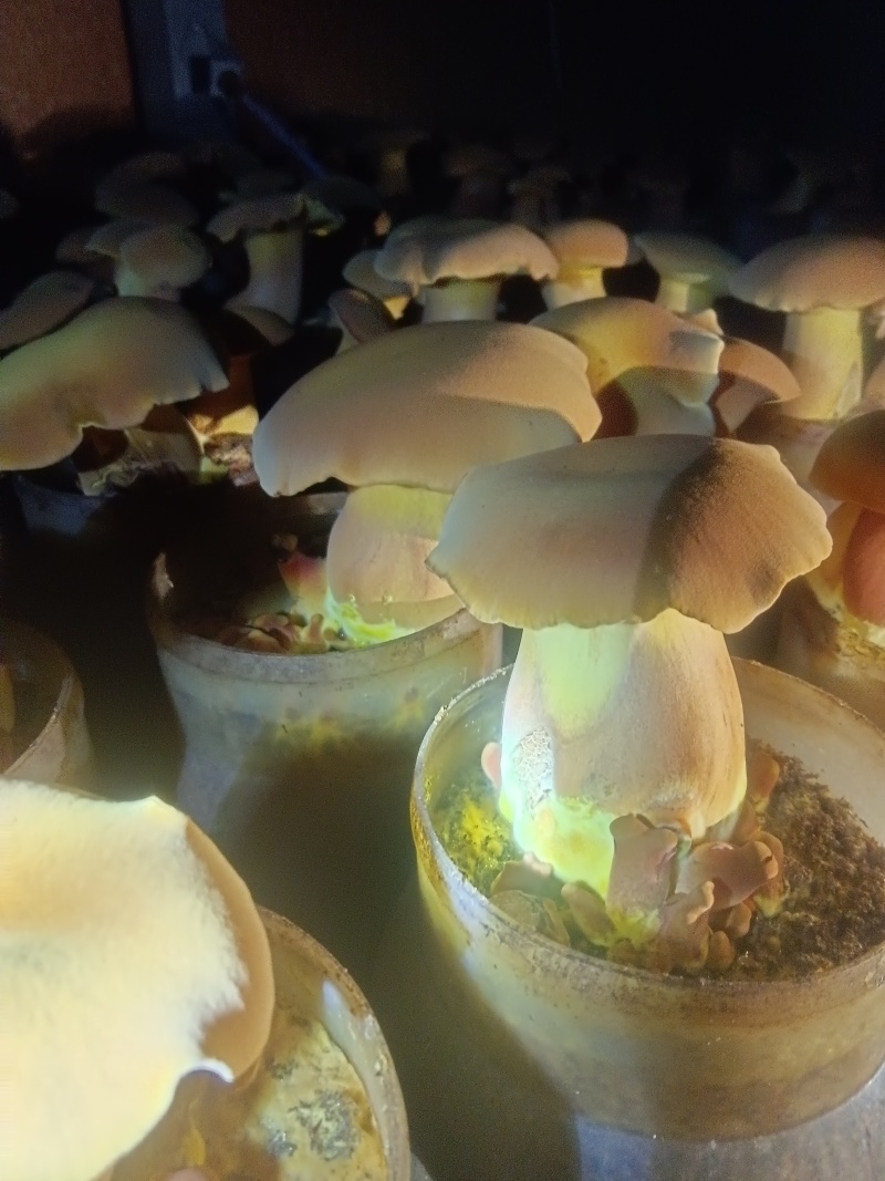 黄牛肝菌(人工见手青)