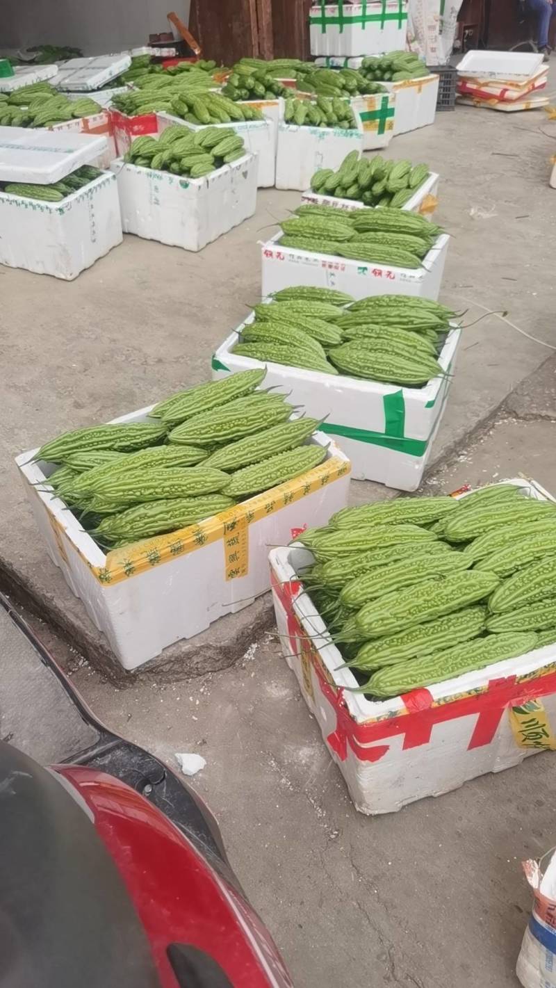 广西横县油苦瓜，珍珠瓜大量上市，有需要老板联系我