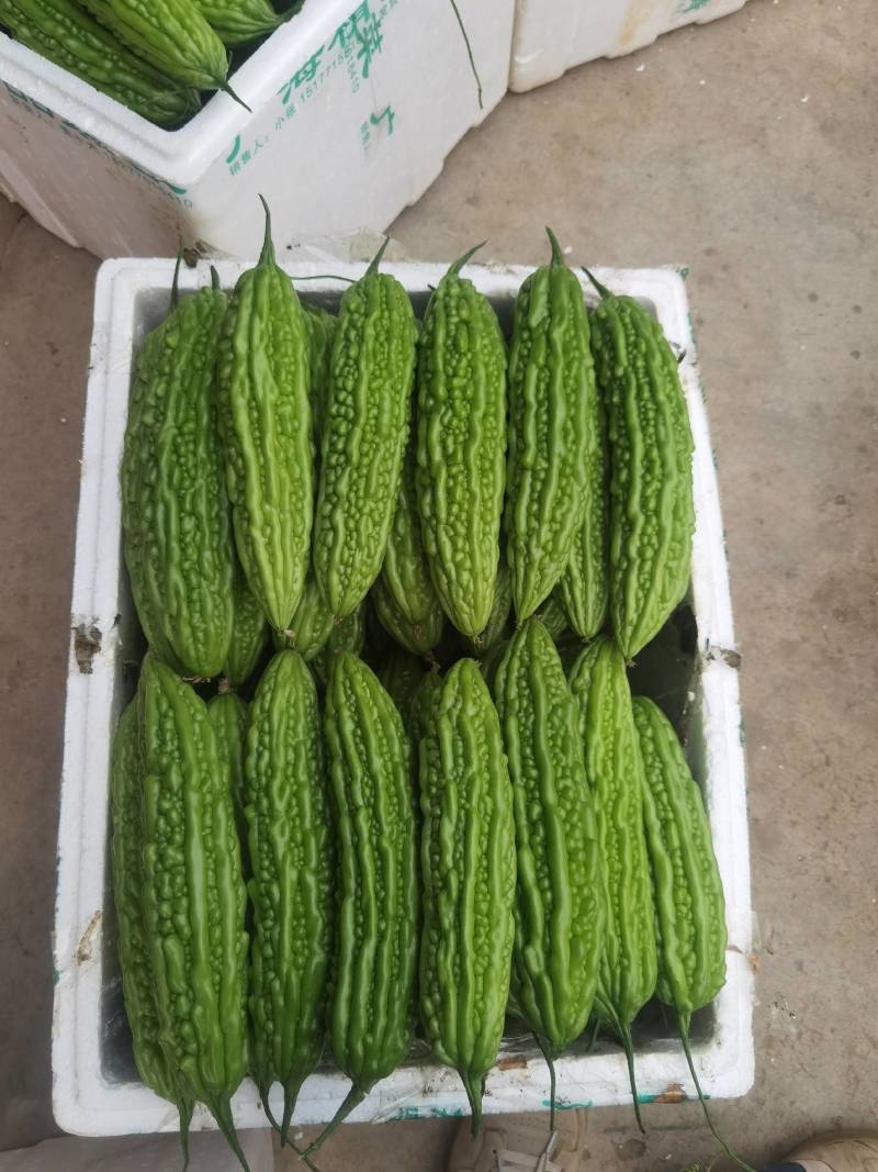 广西横县油苦瓜，珍珠瓜大量上市，有需要老板联系我