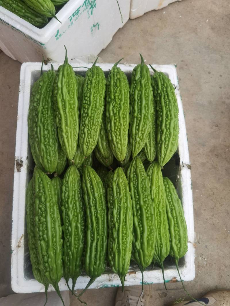 广西横县油苦瓜，珍珠瓜大量上市，有需要老板联系我