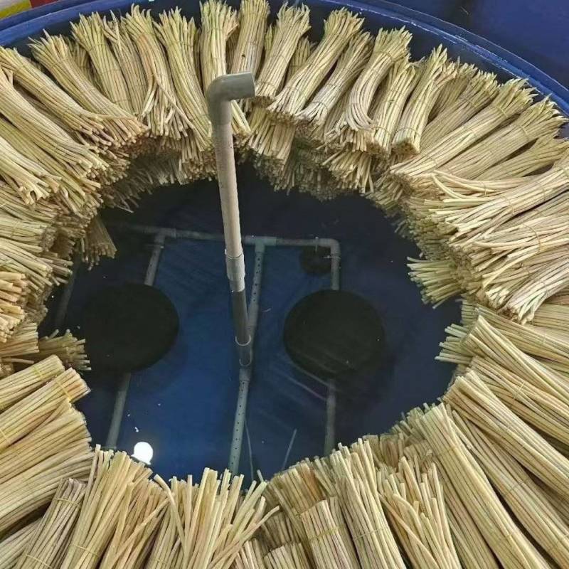 新鲜藕带