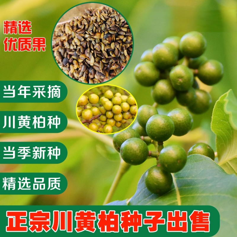 黄柏种子-川黄柏种子（产地直销）
