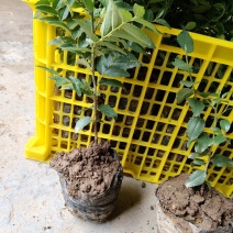 酸枣苗，营养杯酸枣苗，双仁酸枣苗