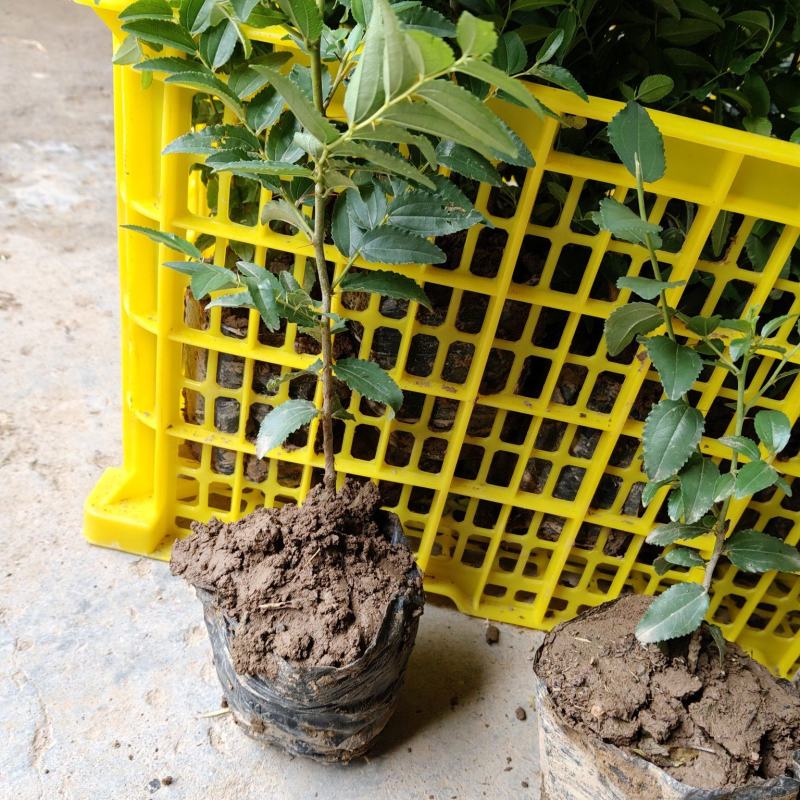 酸枣苗，营养杯酸枣苗，双仁酸枣苗