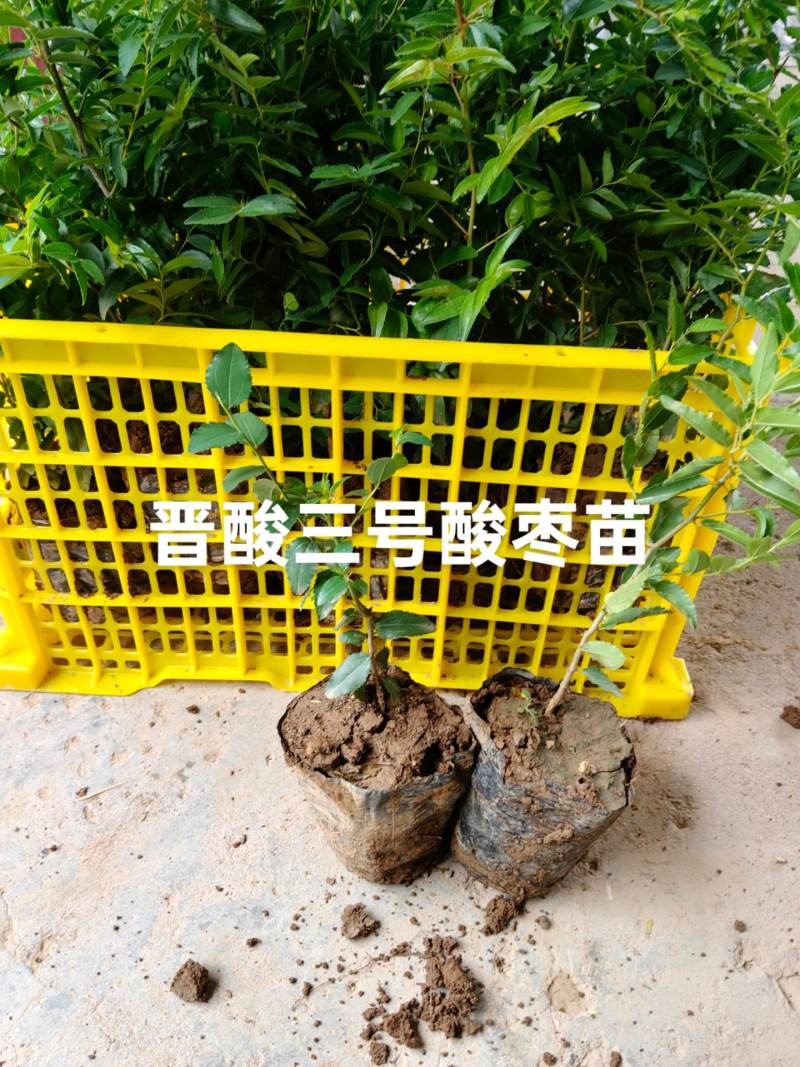 酸枣苗，营养杯酸枣苗，双仁酸枣苗