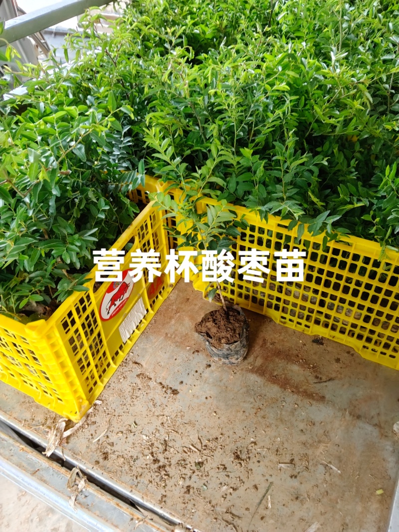酸枣苗，营养杯酸枣苗，双仁酸枣苗