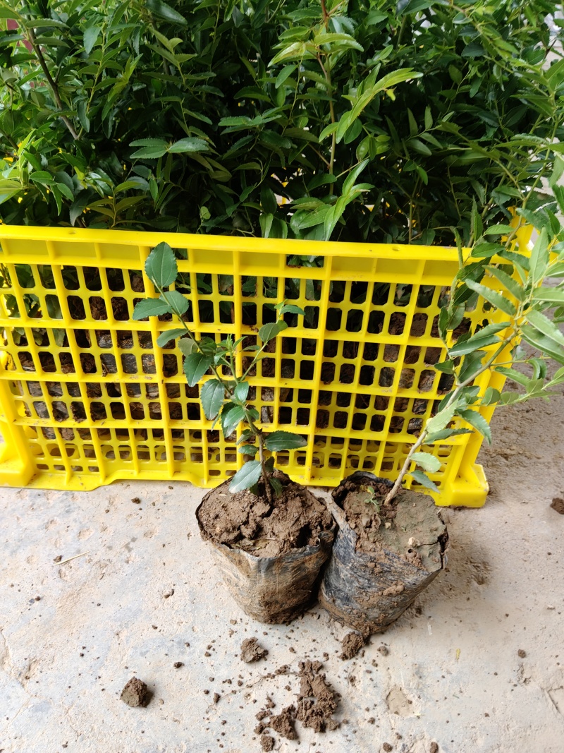 酸枣苗，营养杯酸枣苗，双仁酸枣苗