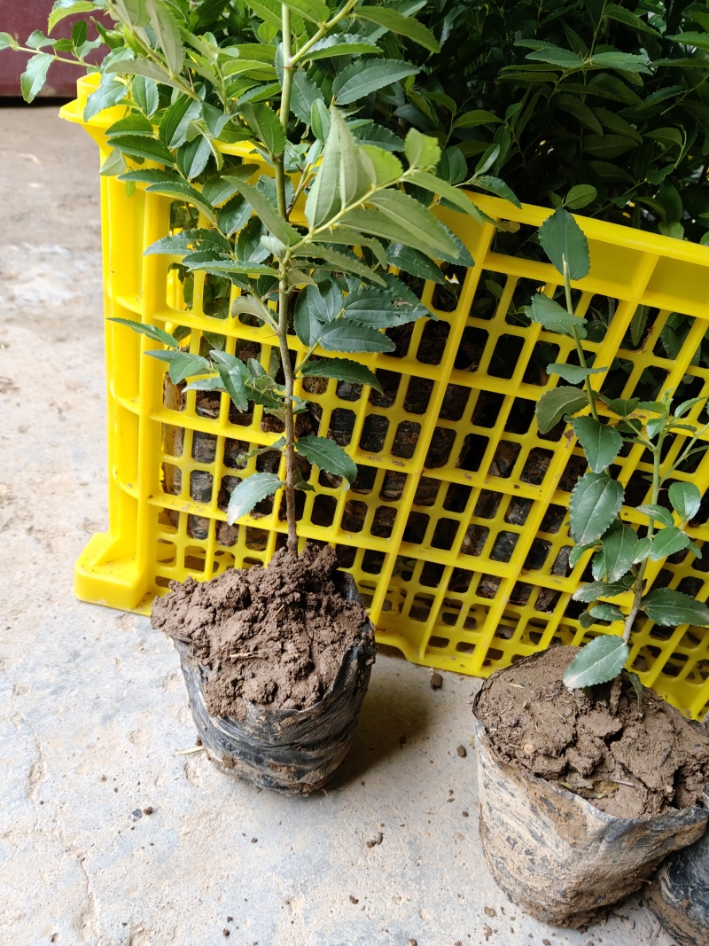 酸枣苗，营养杯酸枣苗，双仁酸枣苗