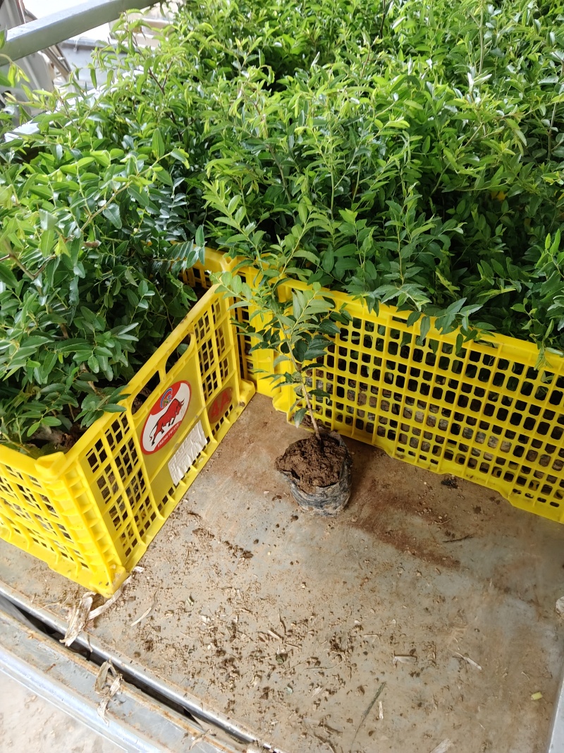 酸枣苗，营养杯酸枣苗，双仁酸枣苗