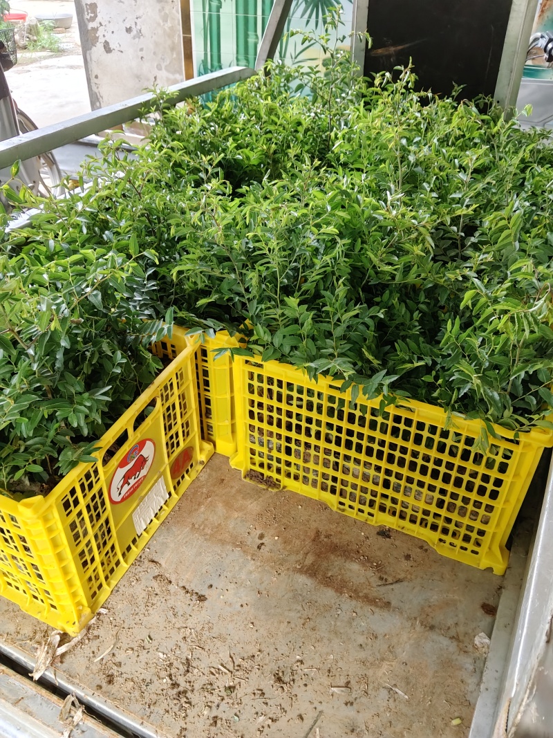 酸枣苗，营养杯酸枣苗，双仁酸枣苗