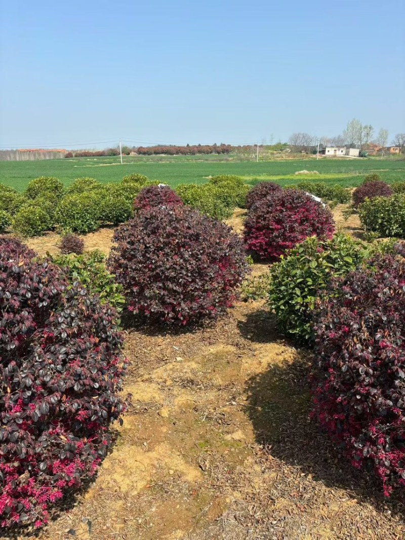 本场大量红继木红花继木30-2米球大量出售