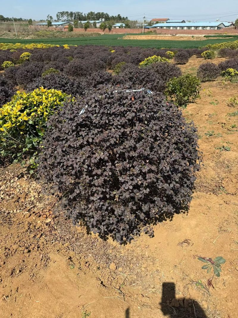 本场大量红继木红花继木30-2米球大量出售